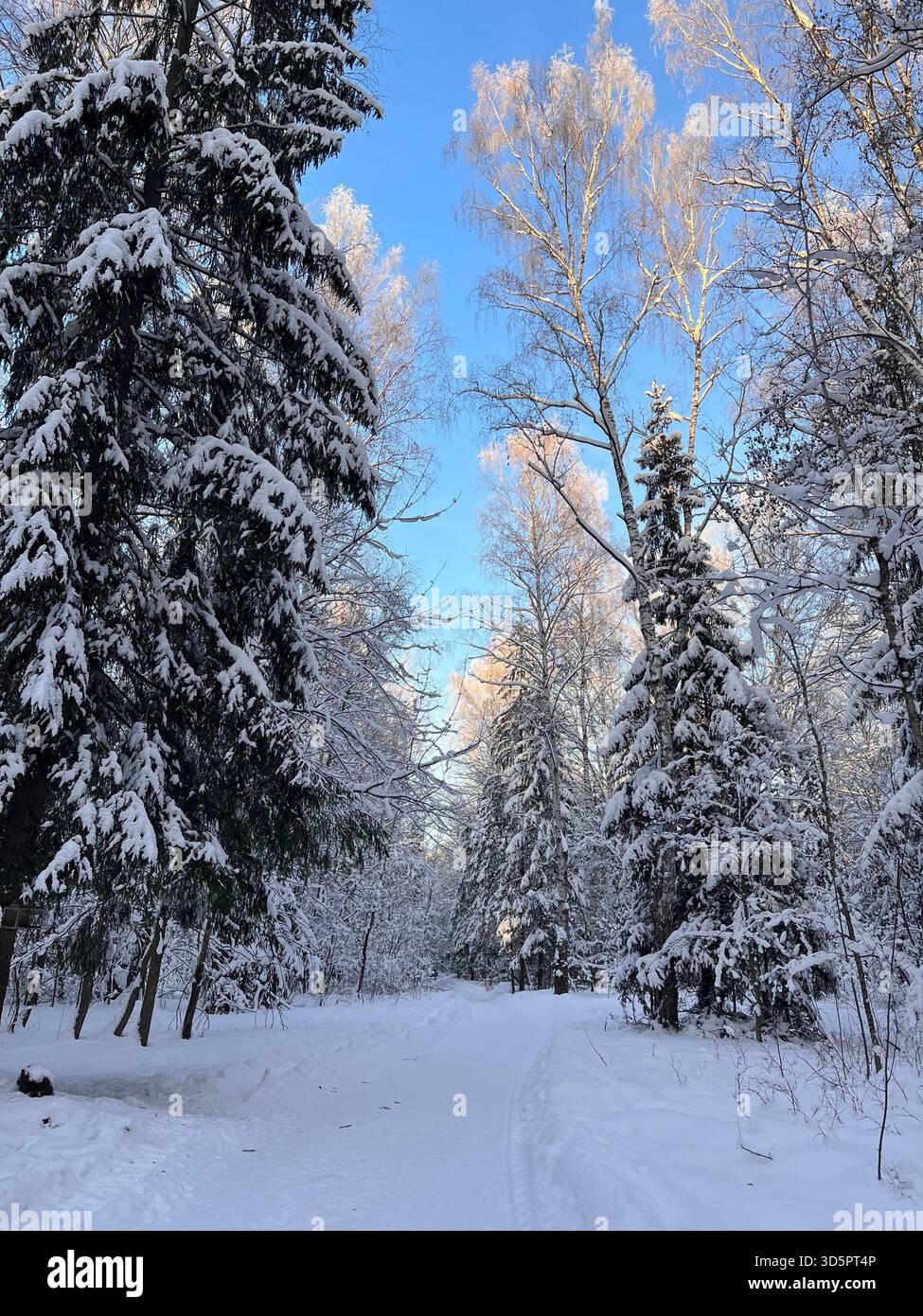 A serene winter landscape in a snow-covered forest, featuring a winding path flanked by tall evergreen trees and birch trees dusted with fresh snow - Smartphone Captured Stock Image