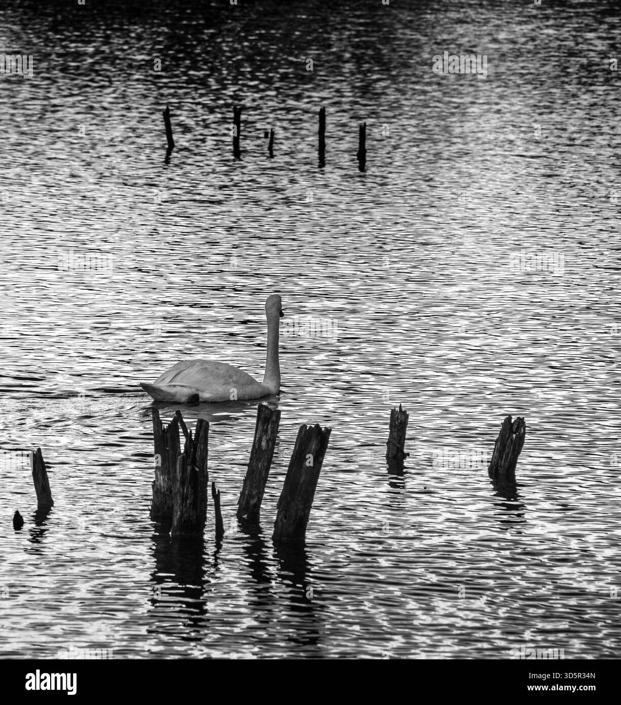 Isolated water pond on Black and White Stock Photos & Images - Alamy