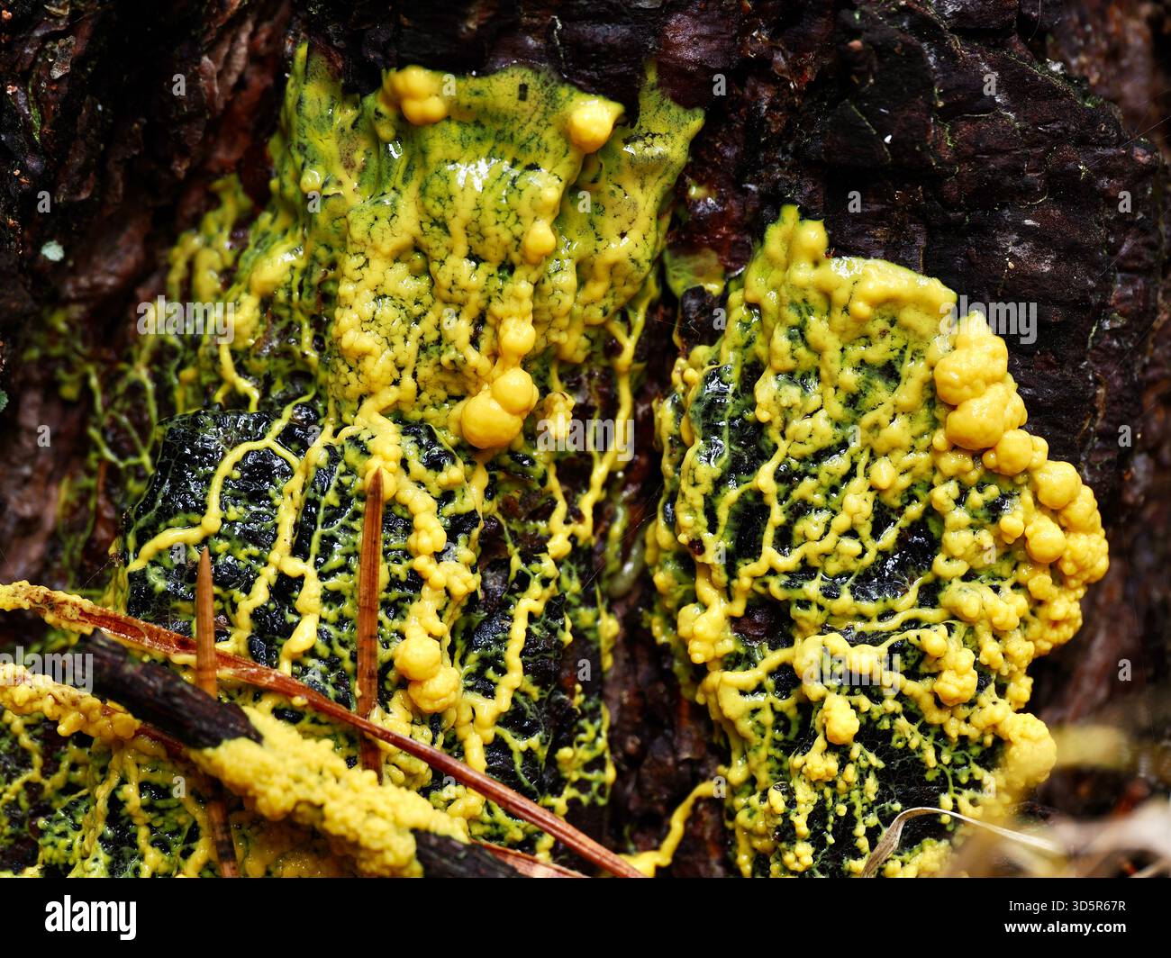 plasmodium-species-hi-res-stock-photography-and-images-alamy