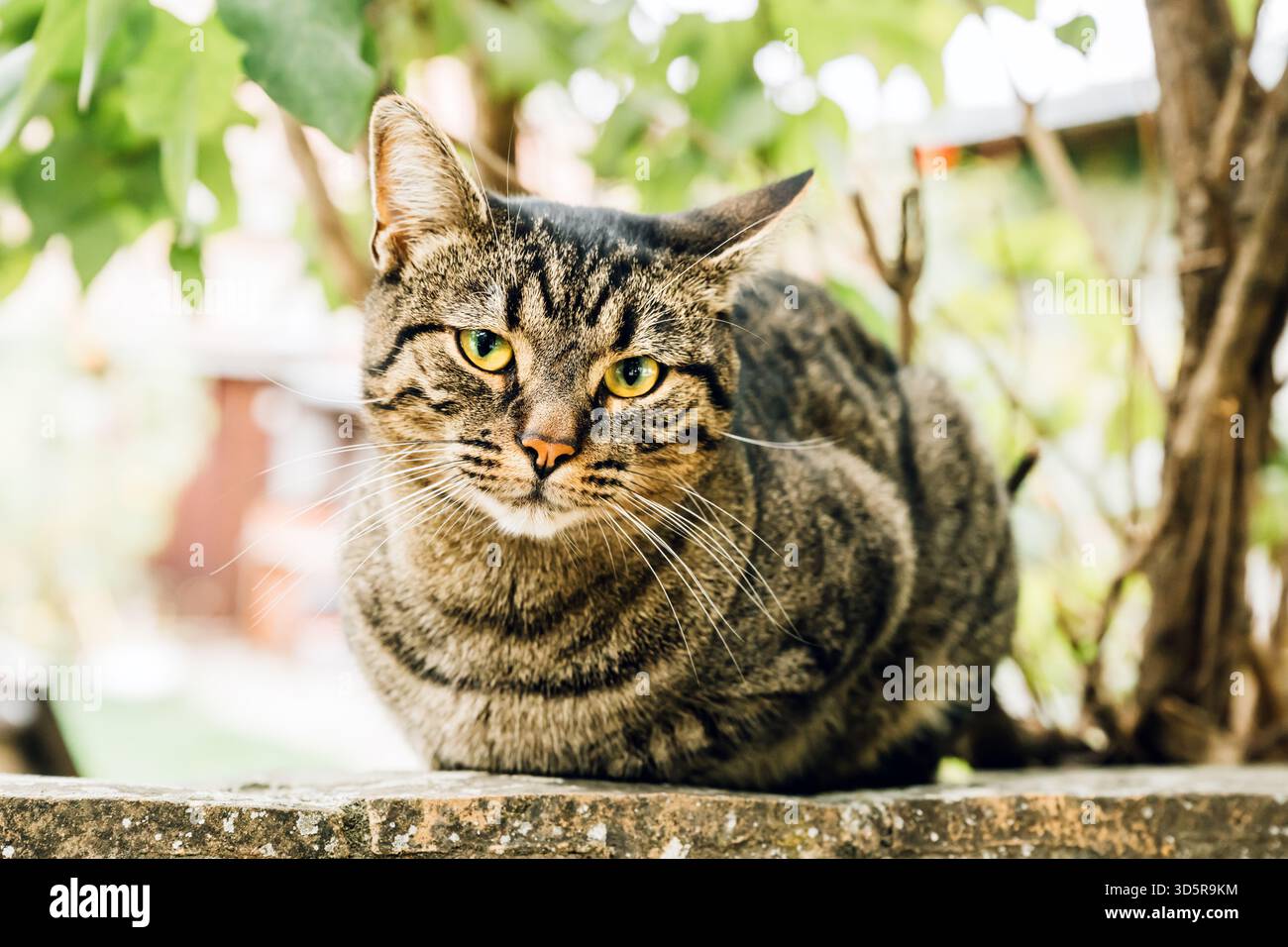 Relaxed tabby cat with striped fur and characteristic M-shaped forehead marking lying on concrete wall outdoors. Selective focus. Stock Photo