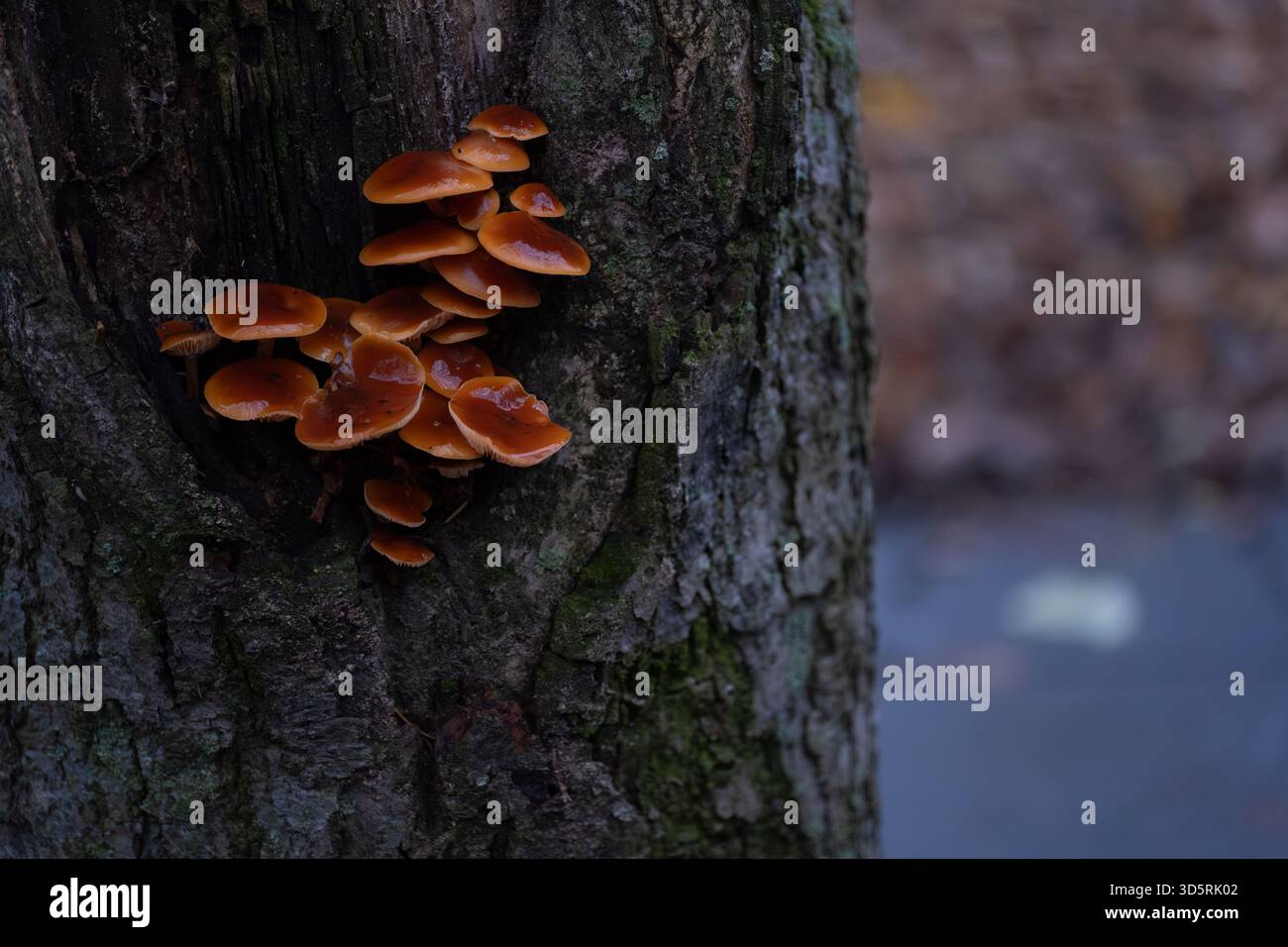 Group of orange mushrooms growing on the side of a tree trunk with a ...