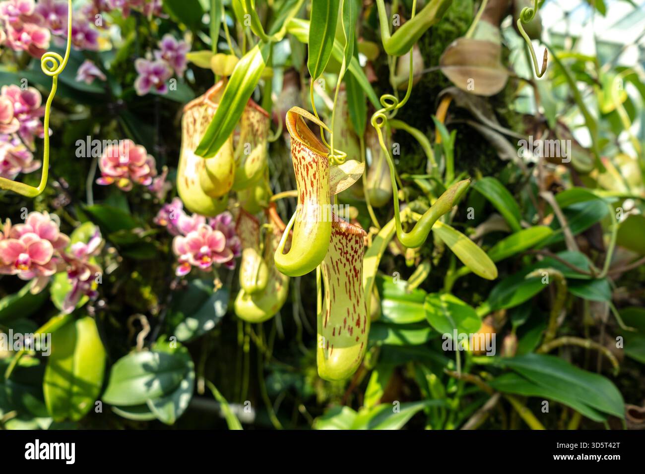 Large Nepenthes carnivorous plants grow among orchids under tropical light  in the lush greenery of Singapore Botanic Gardens Stock Photo - Alamy