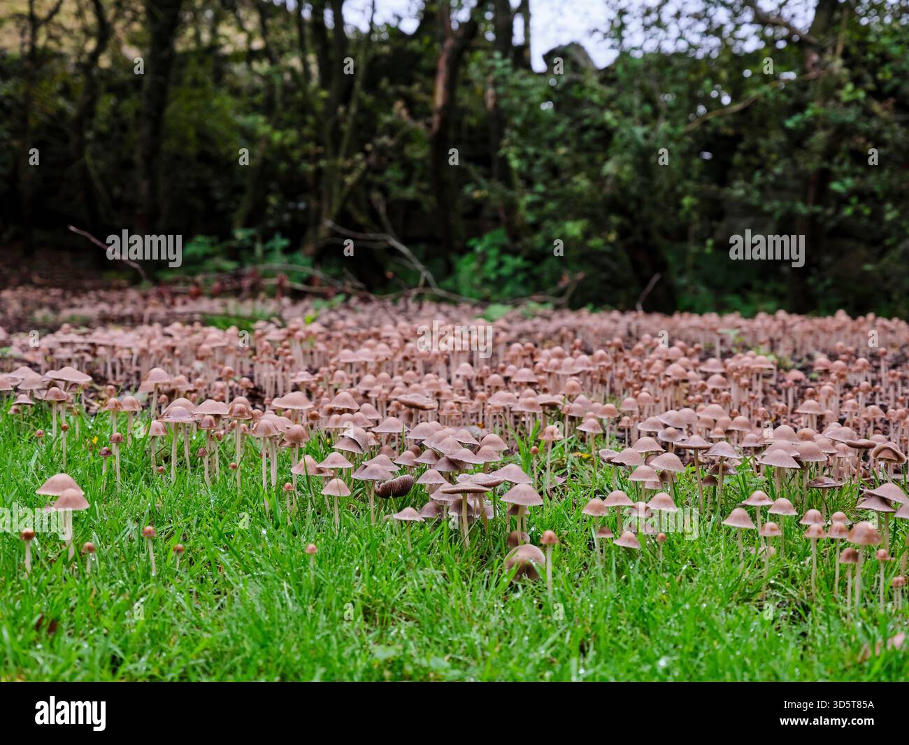 A surprise in autumn and suddenly a huge patch of unidentified ...
