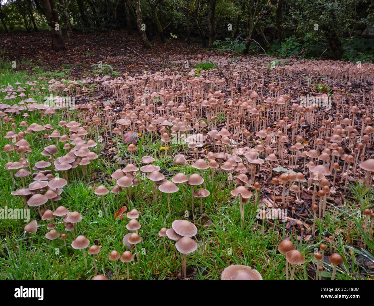 A surprise in autumn and suddenly a huge patch of unidentified ...