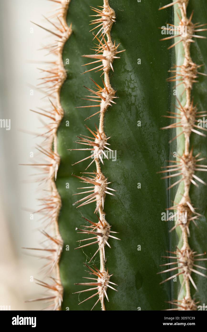 Tallest cactus species hi-res stock photography and images - Alamy