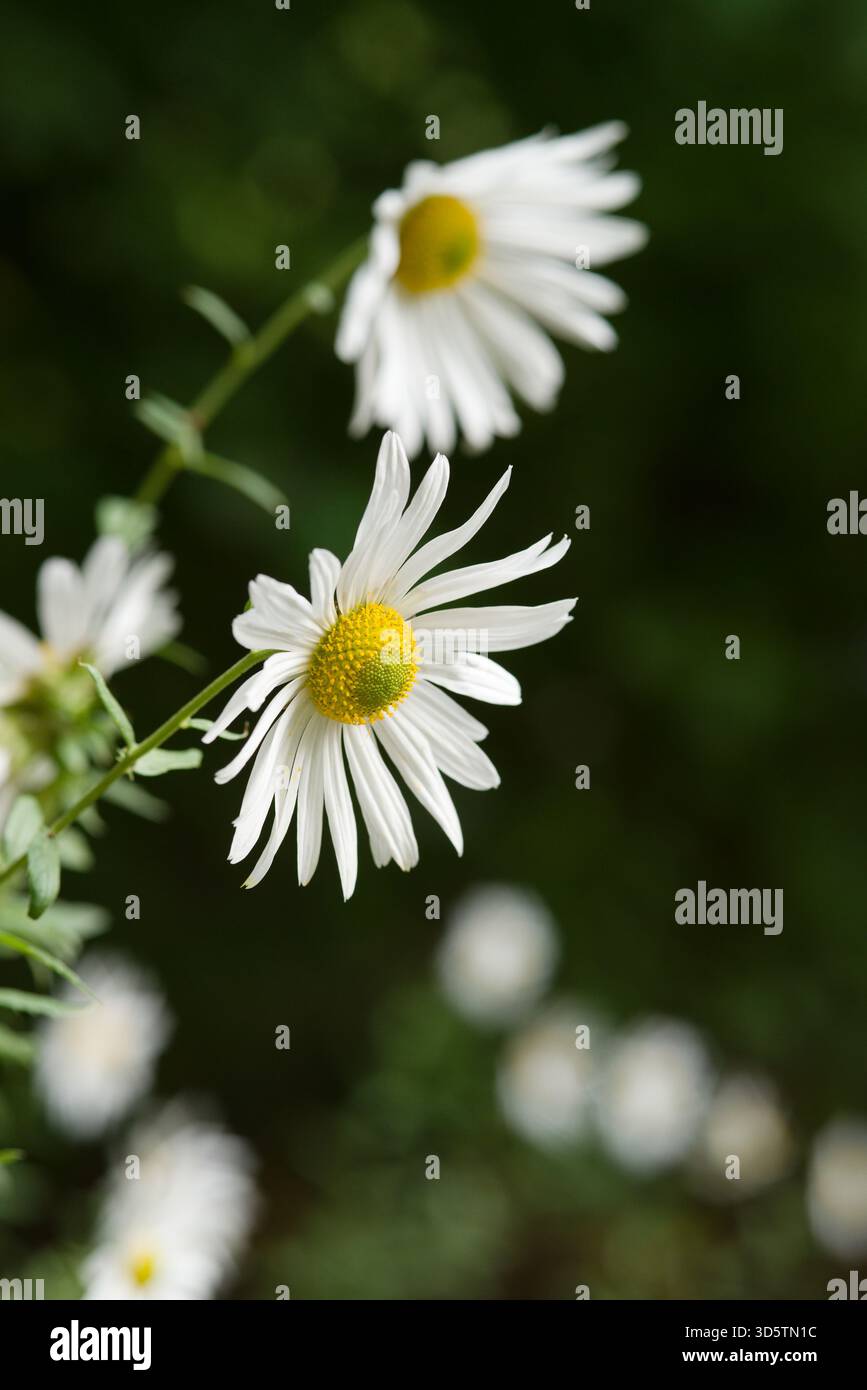 Classic white daisy with a yellow central disc, common in meadows and roadsides, blooming from late spring to summer. Stock Photo