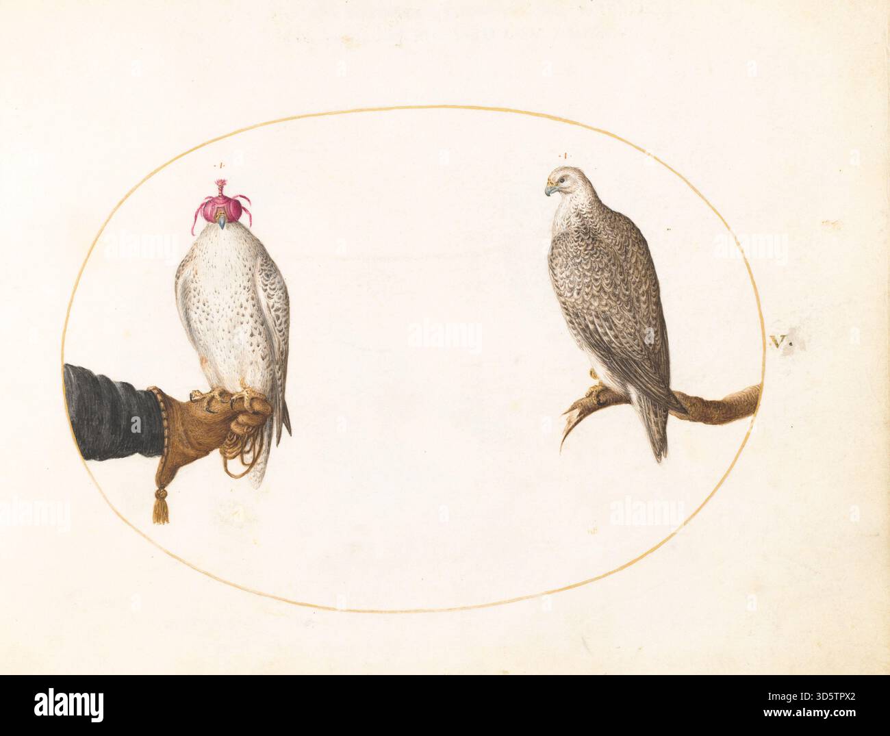Plate V from Joris Hoefnagel's Animalia Volatilia et Amphibia (Aier) (c ...