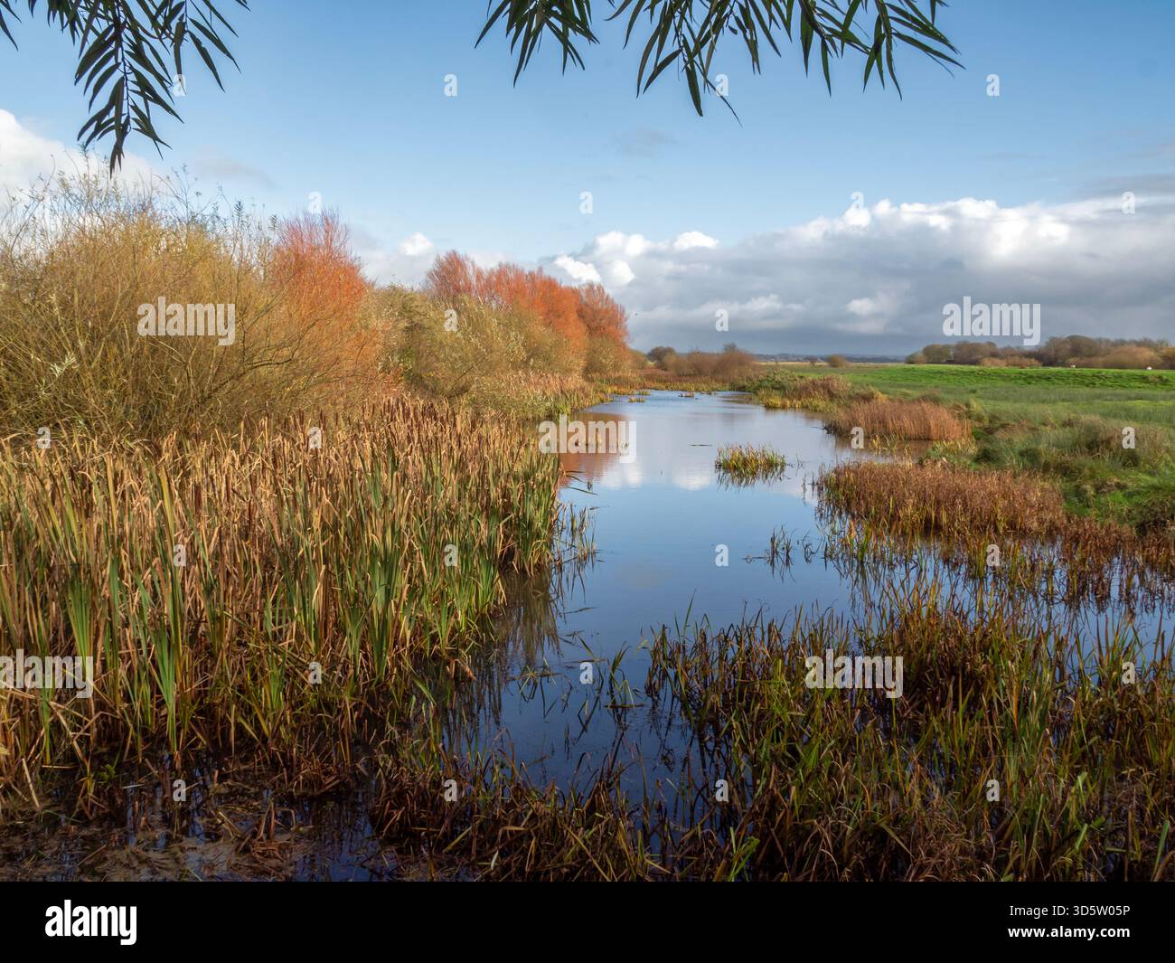Bull Rushes Pond Bulrushes pond and trees hi-res stock photography and images - Alamy