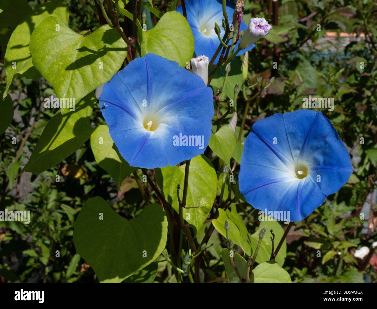 Morning glory seeds hi-res stock photography and images - Alamy