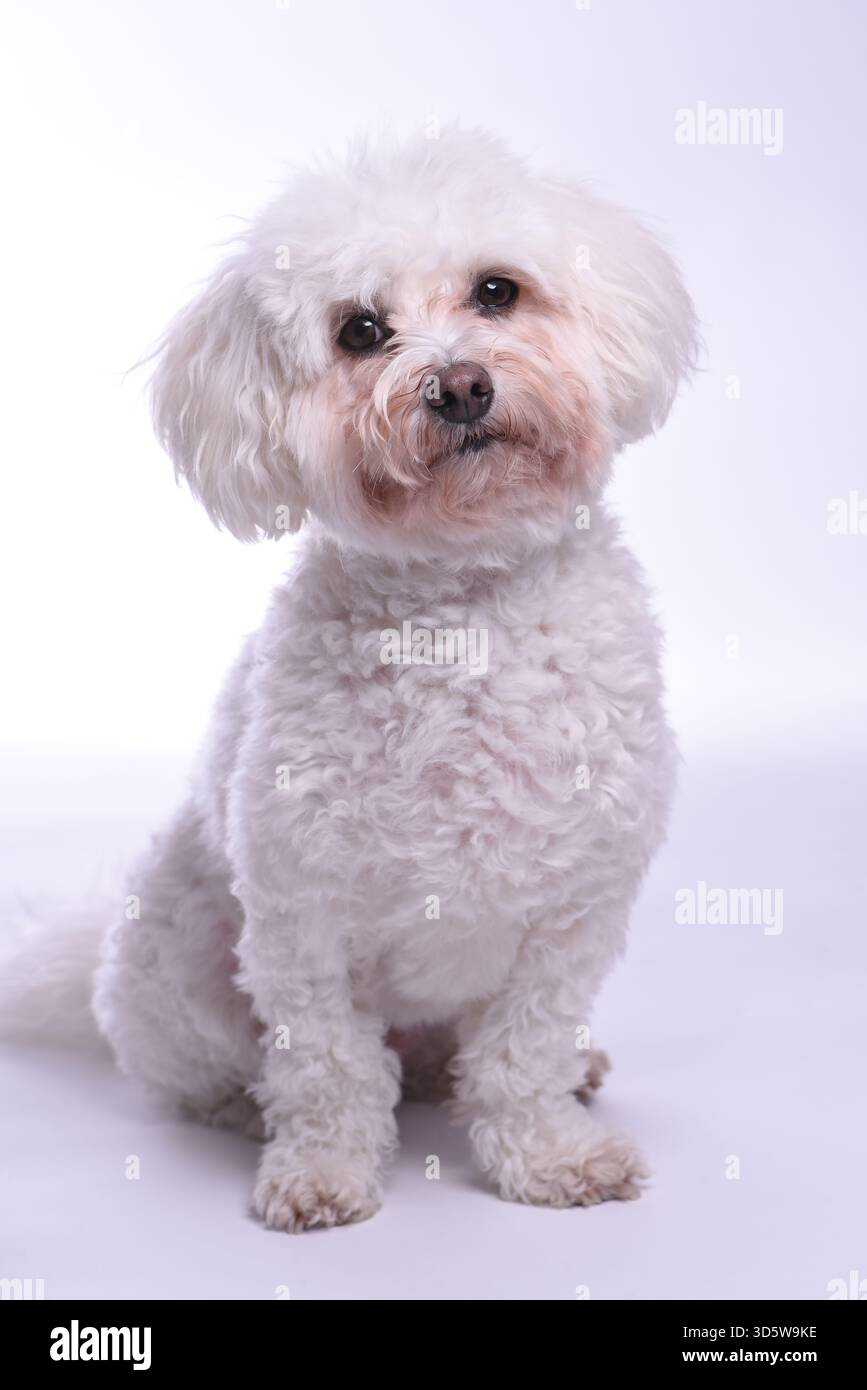 White toy poodle pet hi-res stock photography and images - Alamy