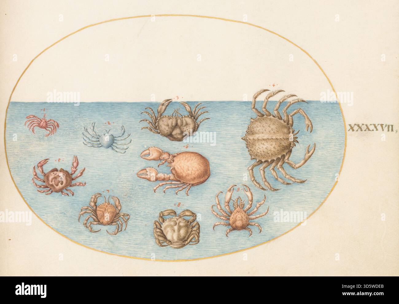 Shell Observations A plate from 'Animalia Aqvatilia et Cochiliata' by Joris Hoefnagel ...