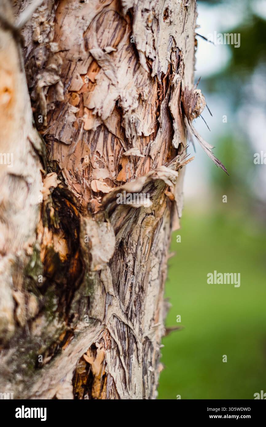 Closeup image of tree trunk skin peeling. Textures and backgrounds. Environmental damage concept. Stock Photo