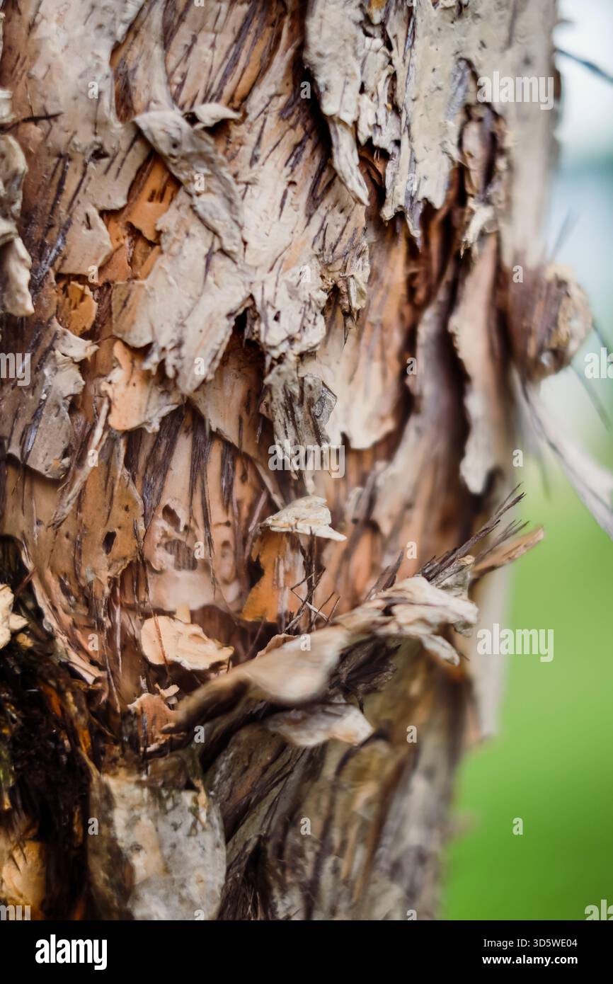 Closeup image of tree trunk skin peeling. Textures and backgrounds. Environmental damage concept. Stock Photo