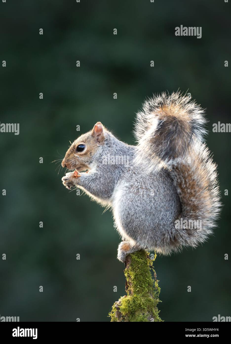 Grey squirrel (Sciurus carolinensis) eating a nut while perched on a mossy, tree branch, UK. Stock Photo