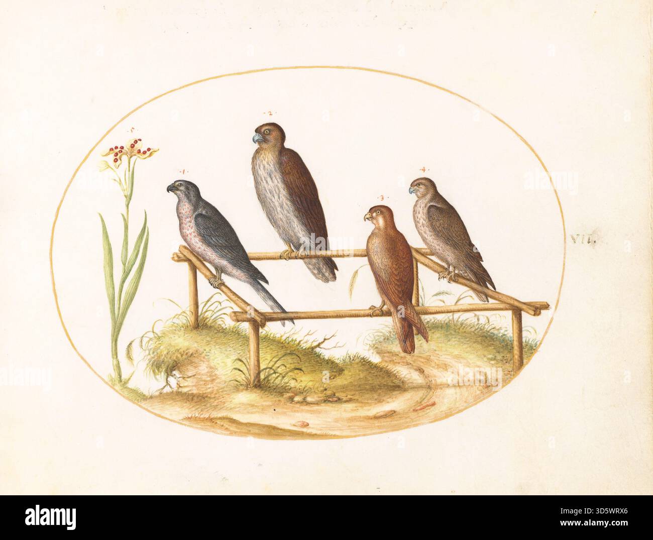 Plate VII from Joris Hoefnagel's Animalia Volatilia et Amphibia (Aier ...