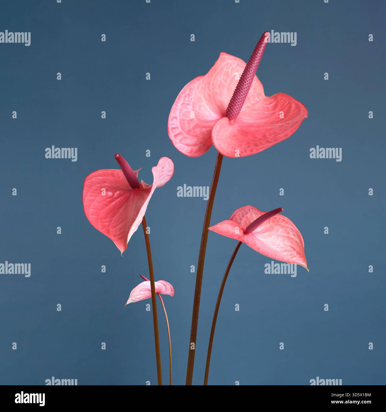 Purple anthurium flower hi-res stock photography and images - Page 2 - Alamy