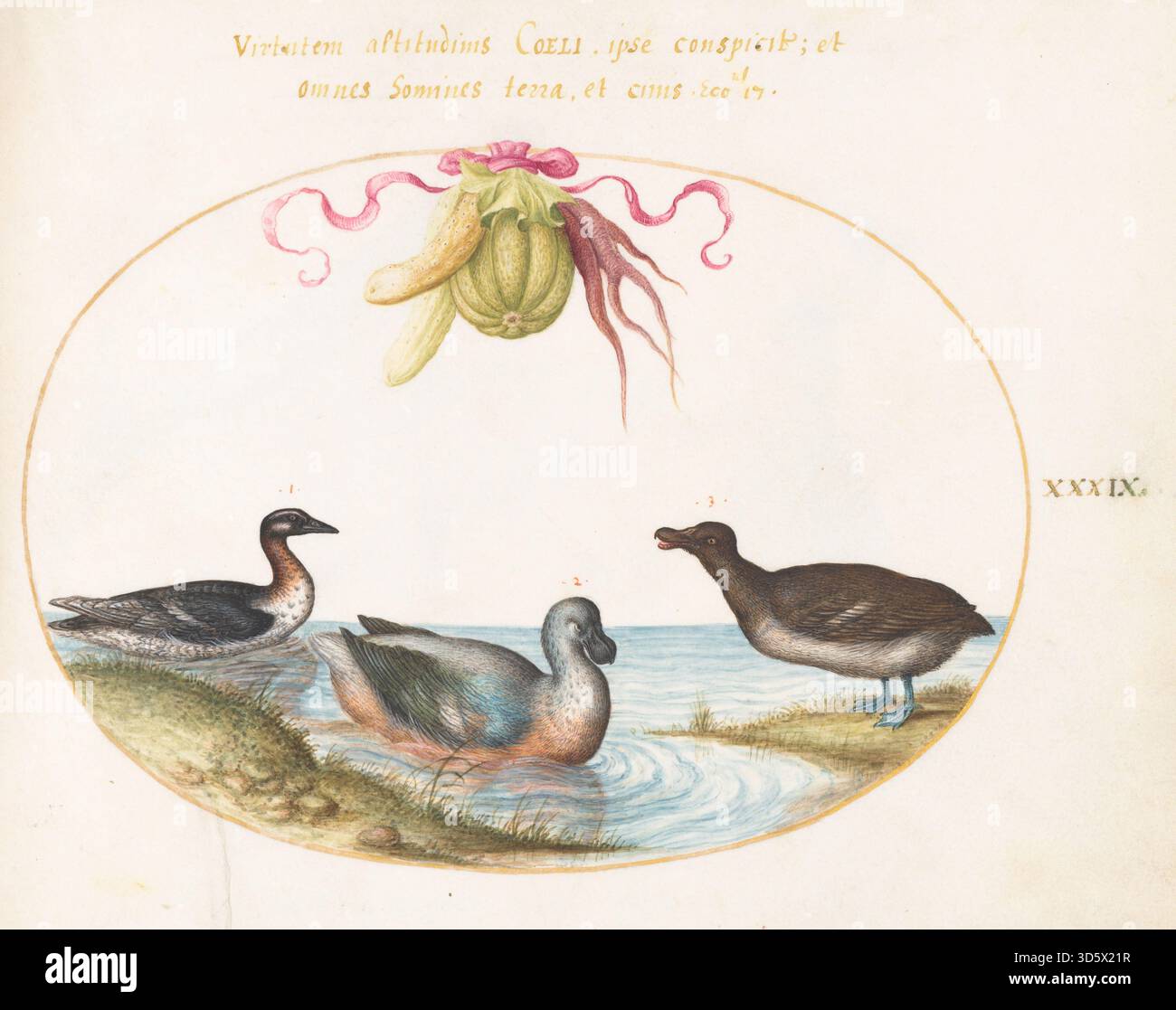 This plate XXXIX from 'Animalia Volatilia et Amphibia (Aier)' by Joris ...