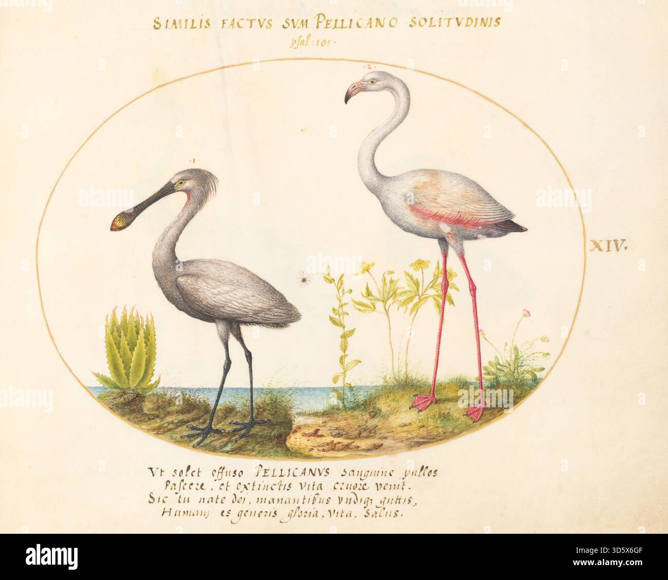 This c. 1575–1580 Plate XIV by Hoefnagel depicts birds and amphibians ...