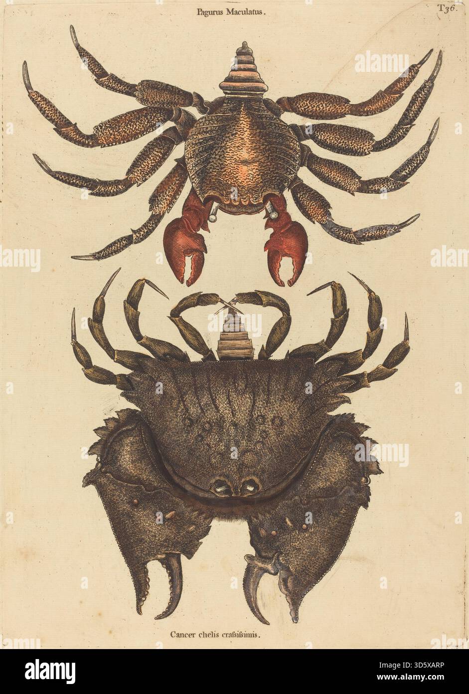 Illustration of the Red Mottled Rock Crab (Cancer grapsus) by Mark ...