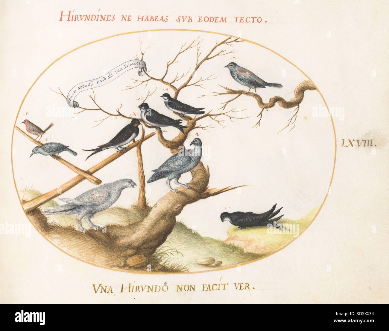 Plate LXVIII from Joris Hoefnagel's Animalia Volatilia et Amphibia ...