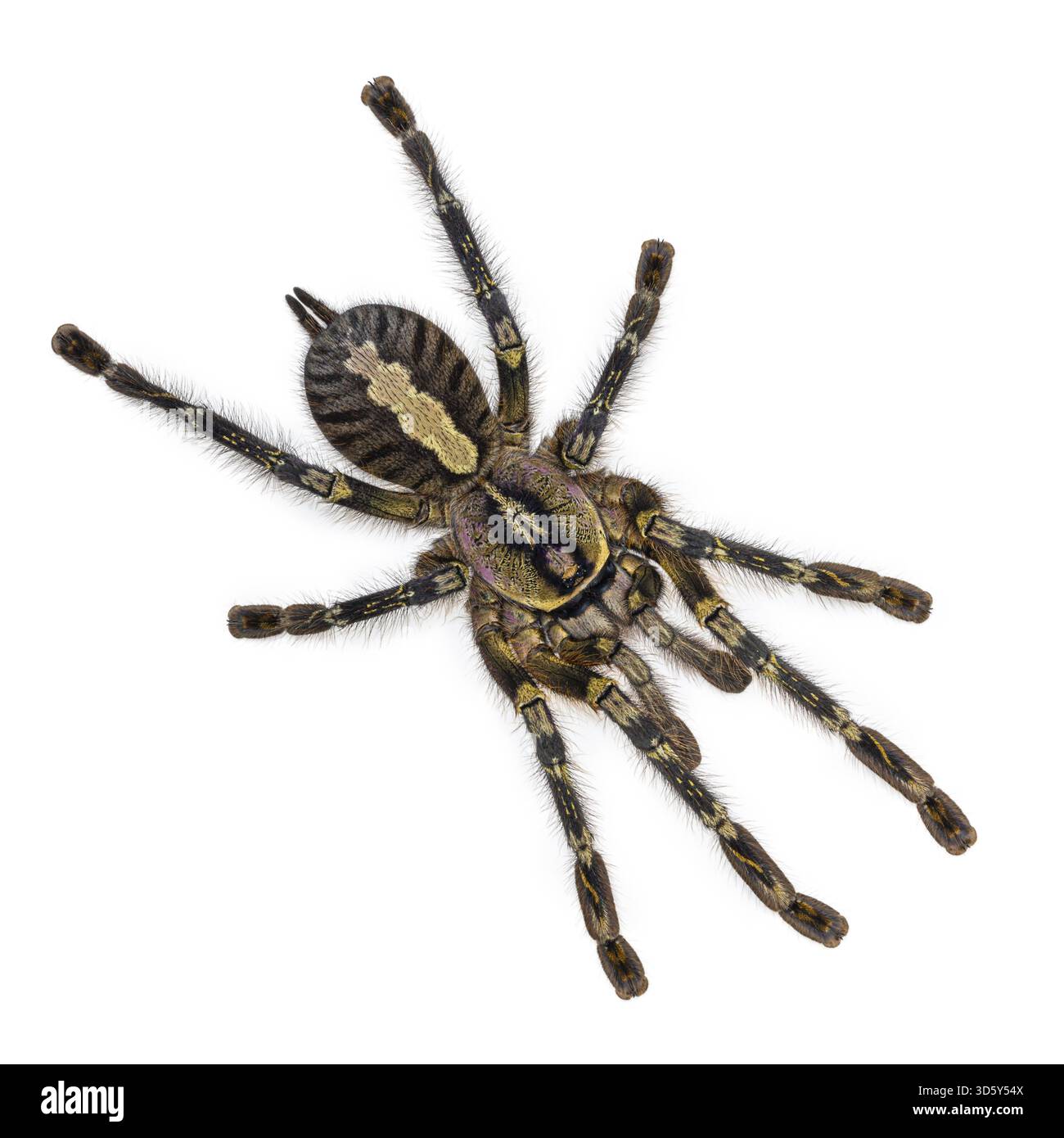 Female Poecilotheria ornata aka fringed ornamental tarantula or