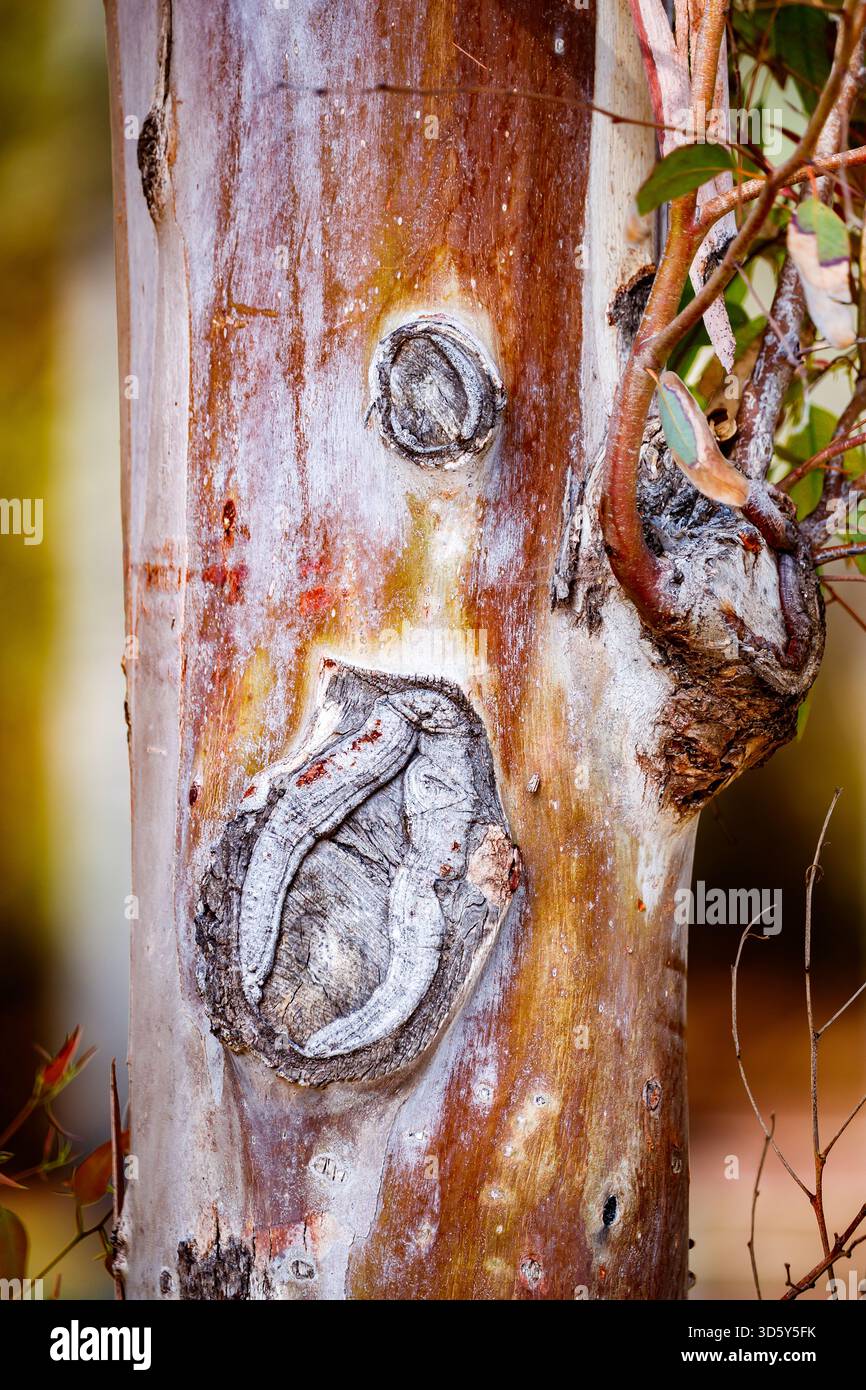 Raised Ridge Tree Raised central ridges hi-res stock photography and images - Alamy