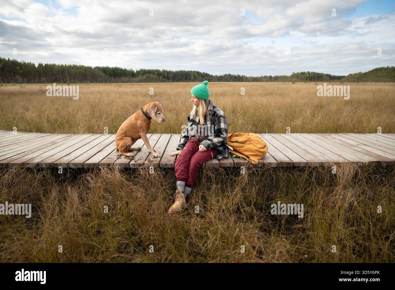 Serious woman owner training hunting dog with commands on eco boardwalk over autumn peat bog Stock Photo