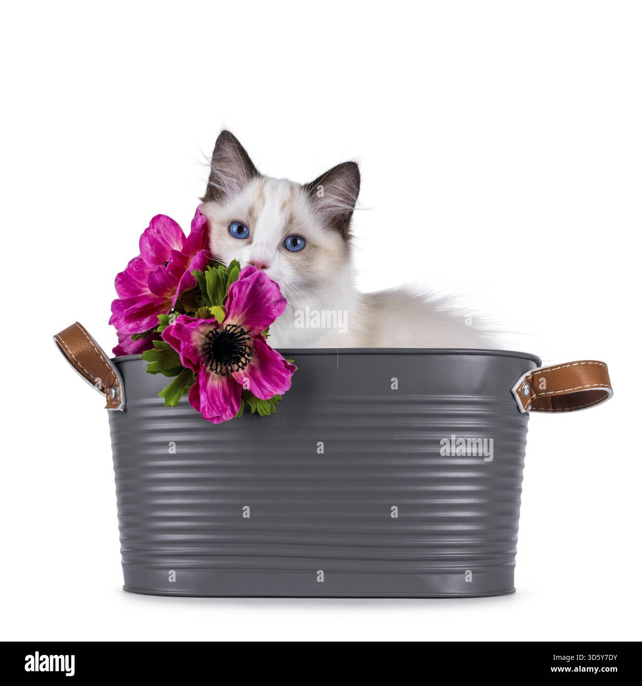 Cute Ragdoll cat kitten sitting in grey tub hiding behind fake pink flowers. Looking curious towards camera with breed typical blue eyes. Isolated on Stock Photo