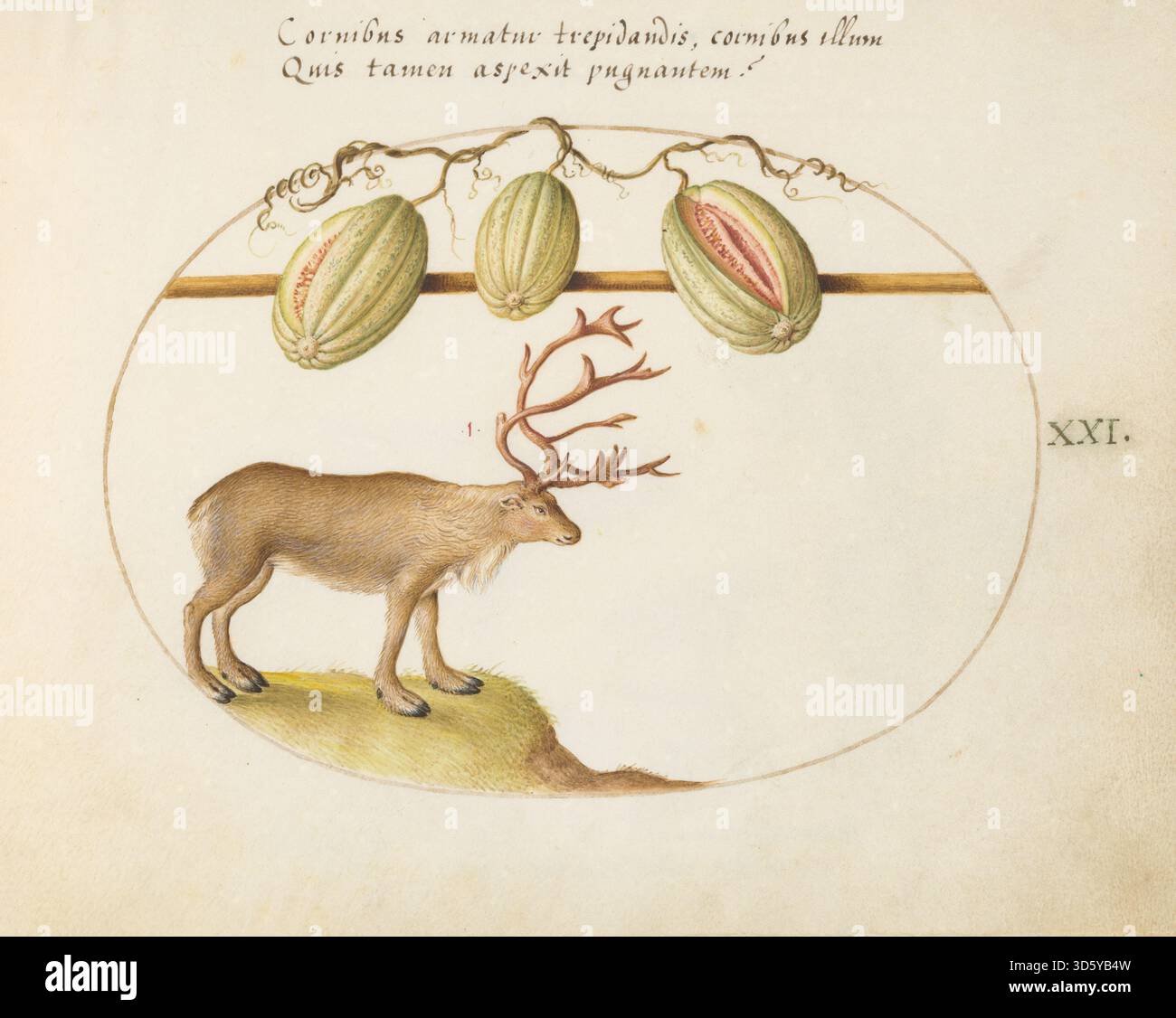 A plate from 'Animalia Quadrupedia et Reptilia (Terra)' by Joris ...