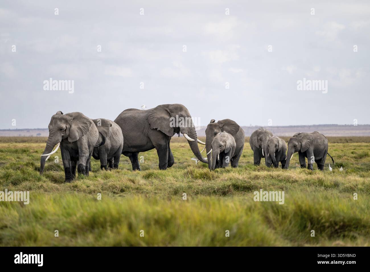 African elephant (Loxodonta africana), herd of young animals in ...