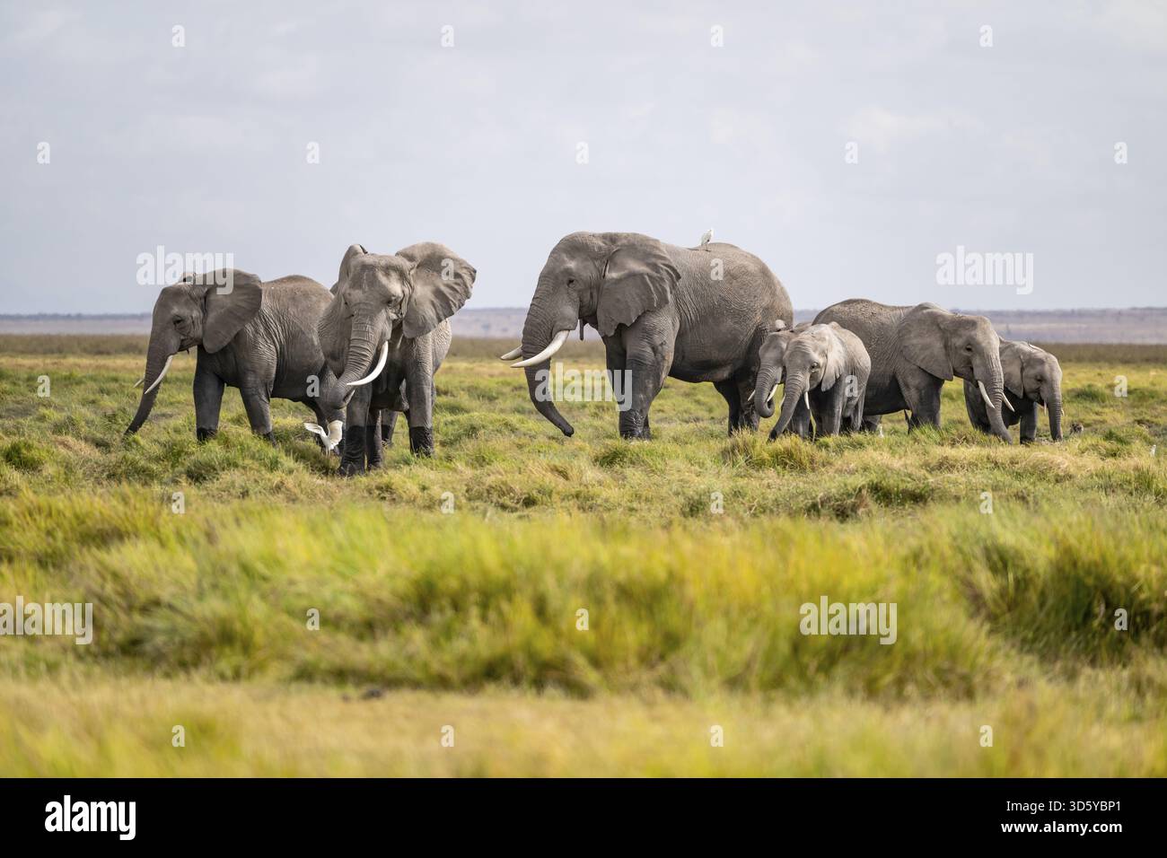 African elephant (Loxodonta africana), herd of young animals in ...