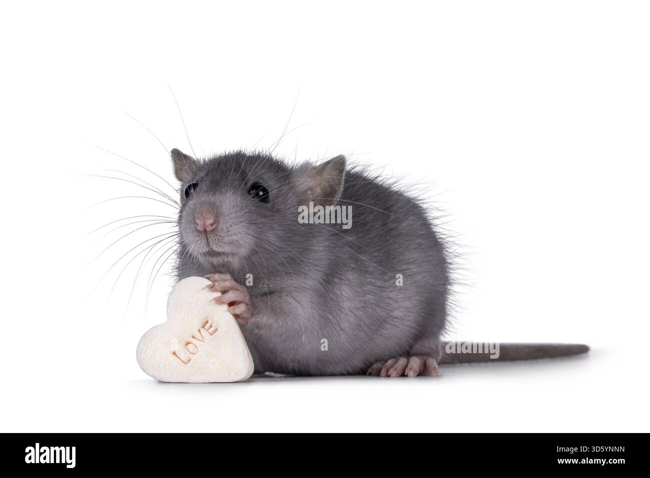 Rat heart hi-res stock photography and images - Alamy