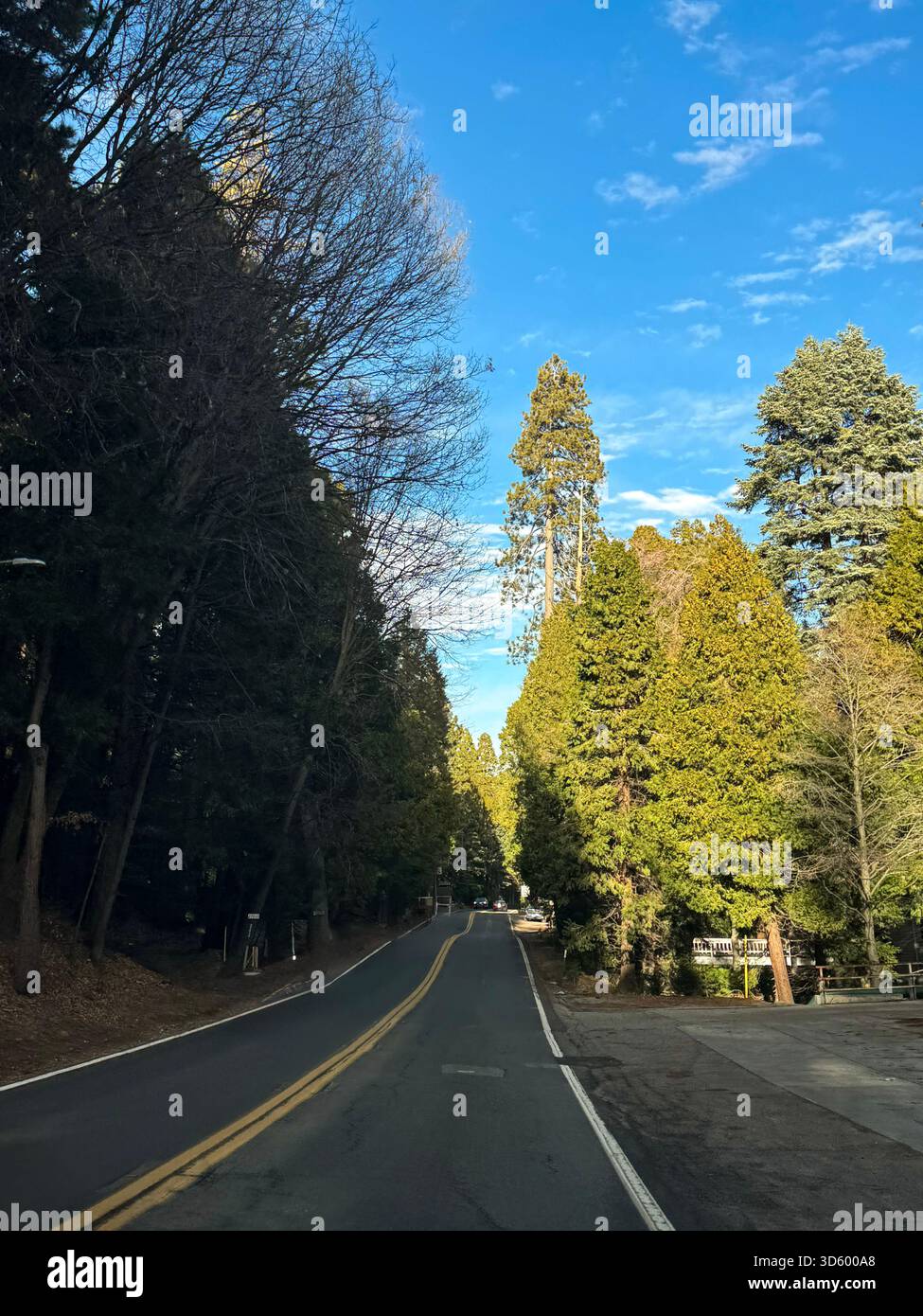 Scenic Forest Road Leading Through Tall Evergreen Trees on a Clear Day - Smartphone Captured Stock Image