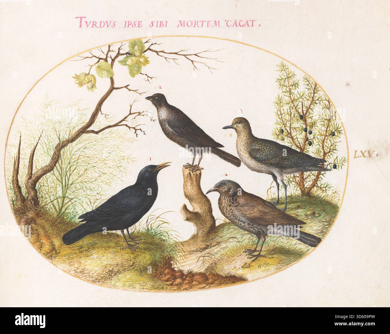 Plate LXV from Joris Hoefnagel's Animalia Volatilia et Amphibia (Aier ...