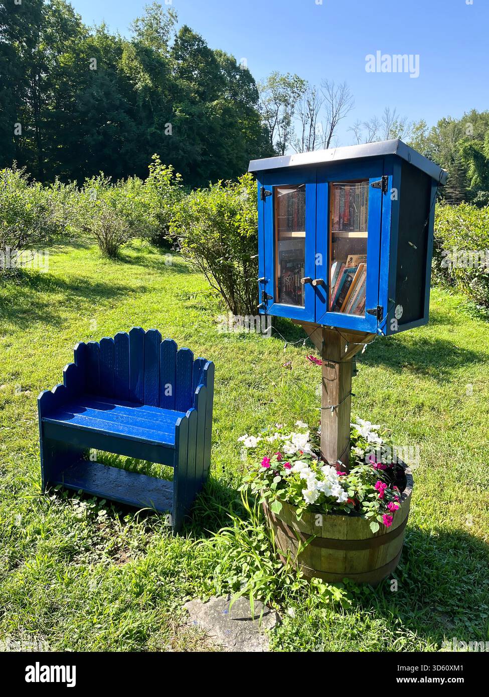 Little free lending library and blue wood bench and a blueberry field. - Smartphone Captured Stock Image