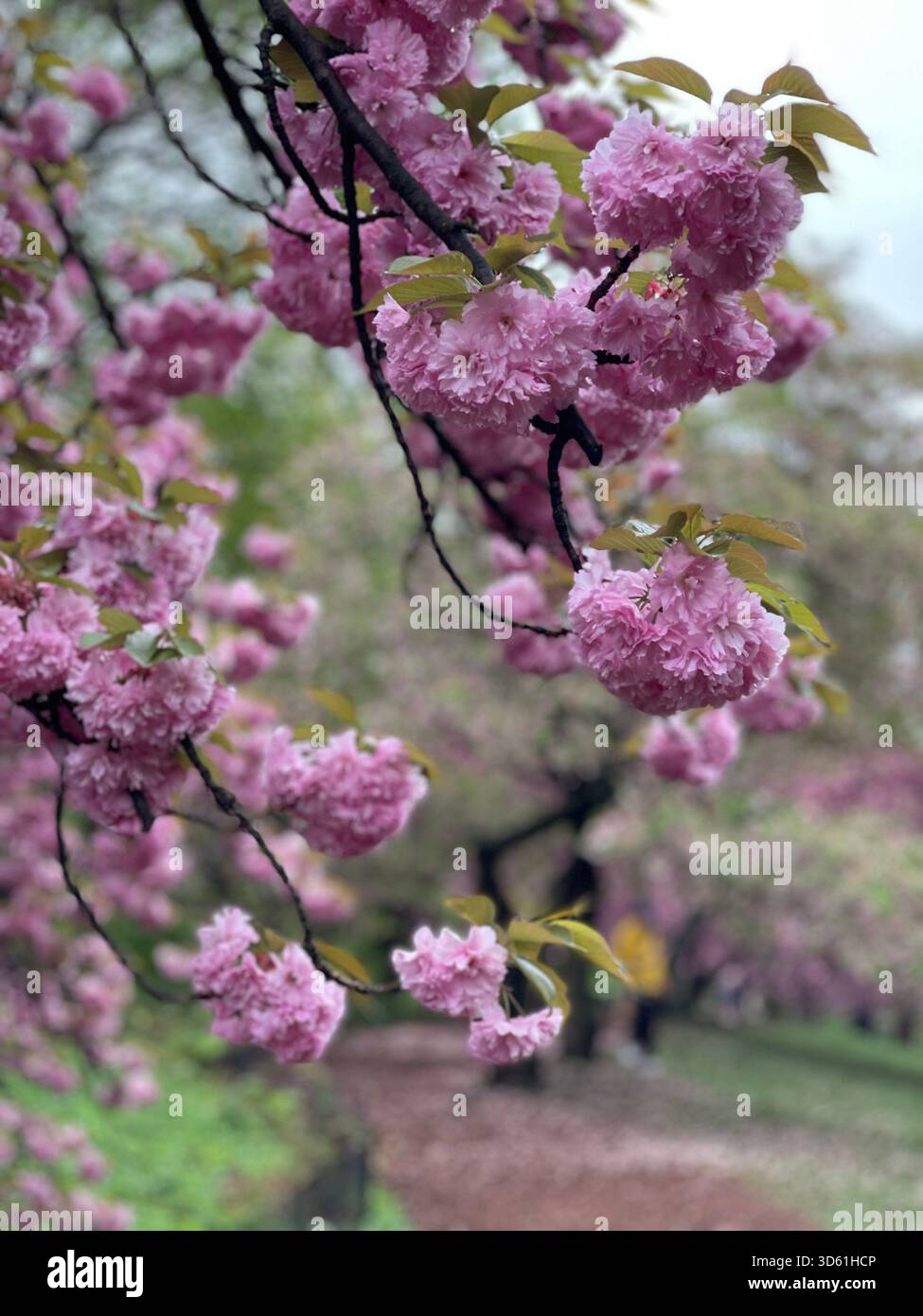 The elegance of Japanese cherry blossoms in Central Park’s spring gardens. - Smartphone Captured Stock Image