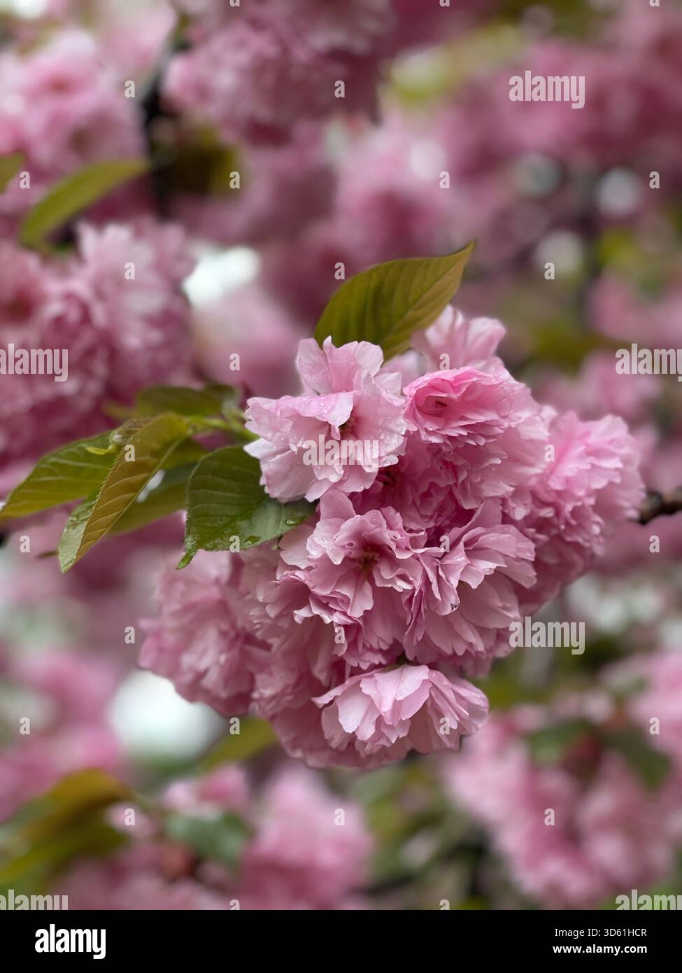 The elegance of Japanese cherry blossoms in Central Park’s spring gardens. - Smartphone Captured Stock Image