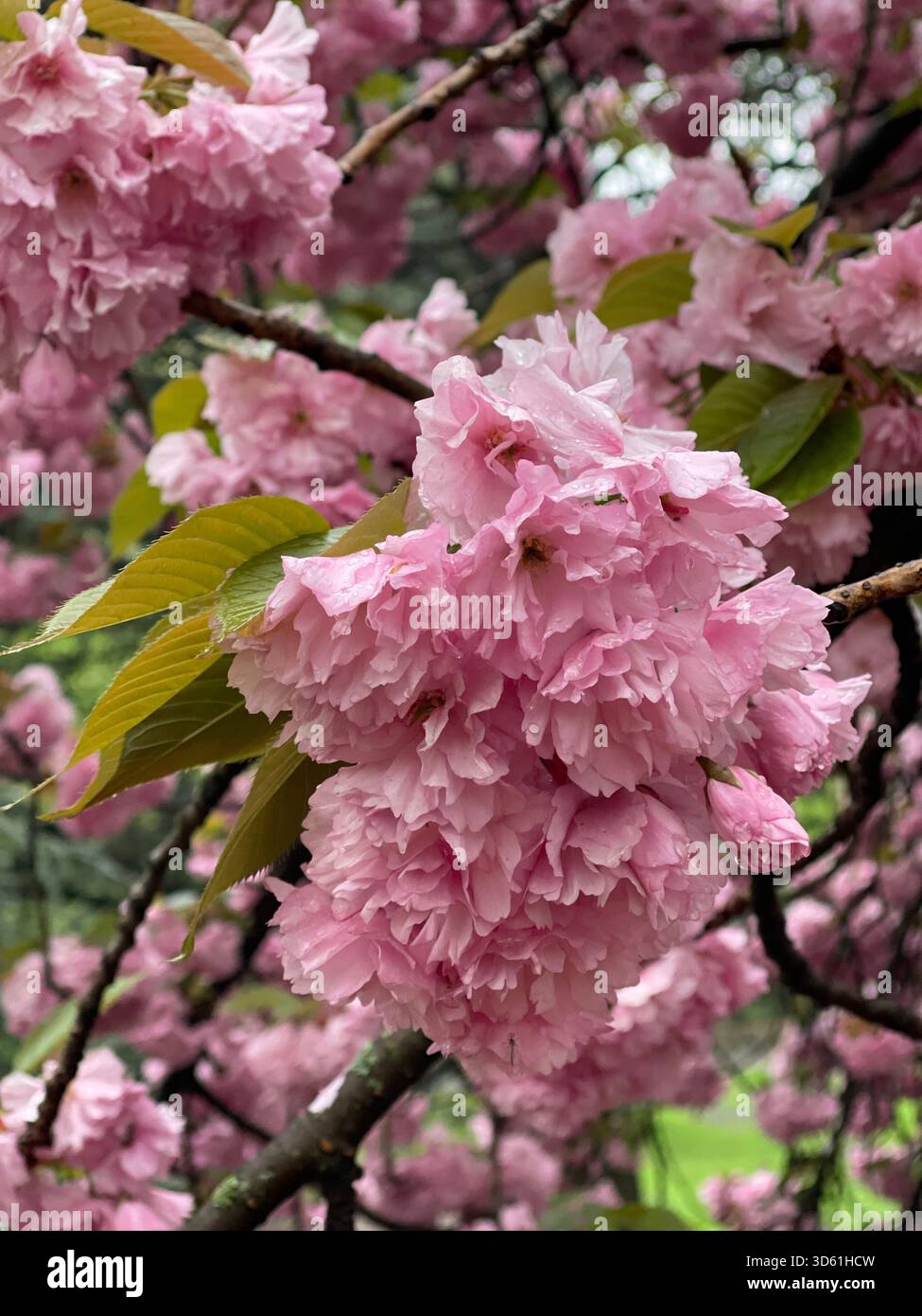 The elegance of Japanese cherry blossoms in Central Park’s spring gardens. - Smartphone Captured Stock Image