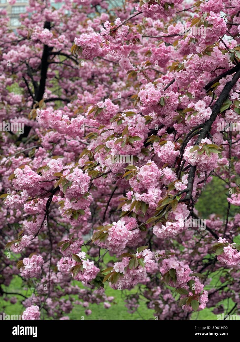 The elegance of Japanese cherry blossoms in Central Park’s spring gardens. - Smartphone Captured Stock Image