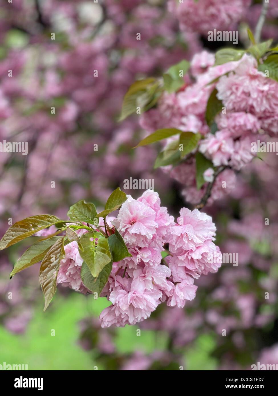 The elegance of Japanese cherry blossoms in Central Park’s spring gardens. - Smartphone Captured Stock Image