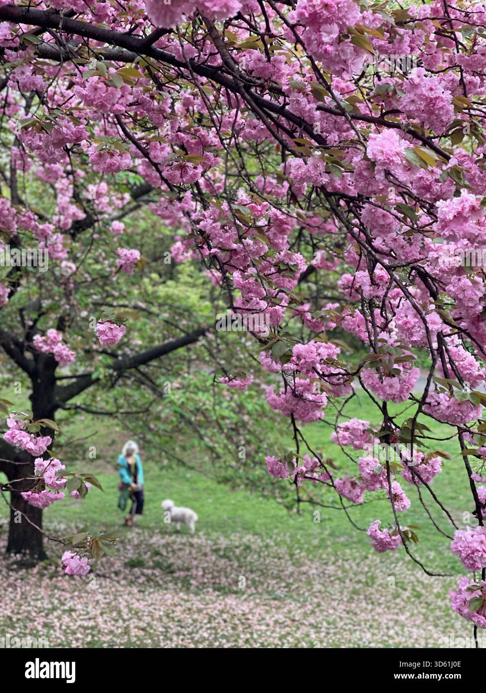 Central Park awakens under blooming cherry trees in the morning. - Smartphone Captured Stock Image