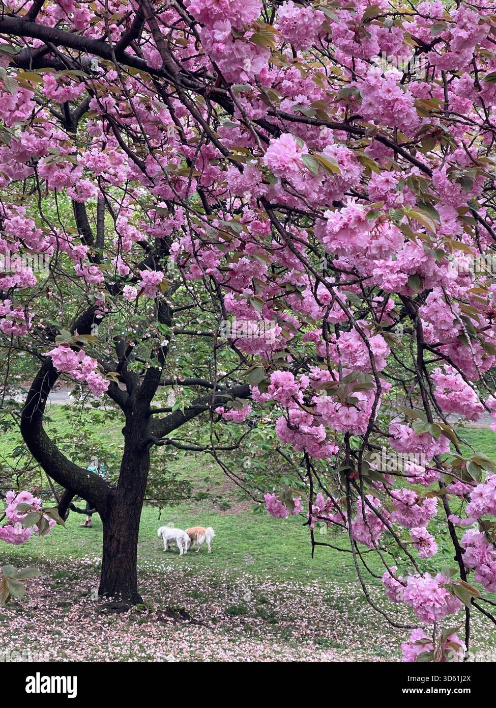 Central Park awakens under blooming cherry trees in the morning. - Smartphone Captured Stock Image