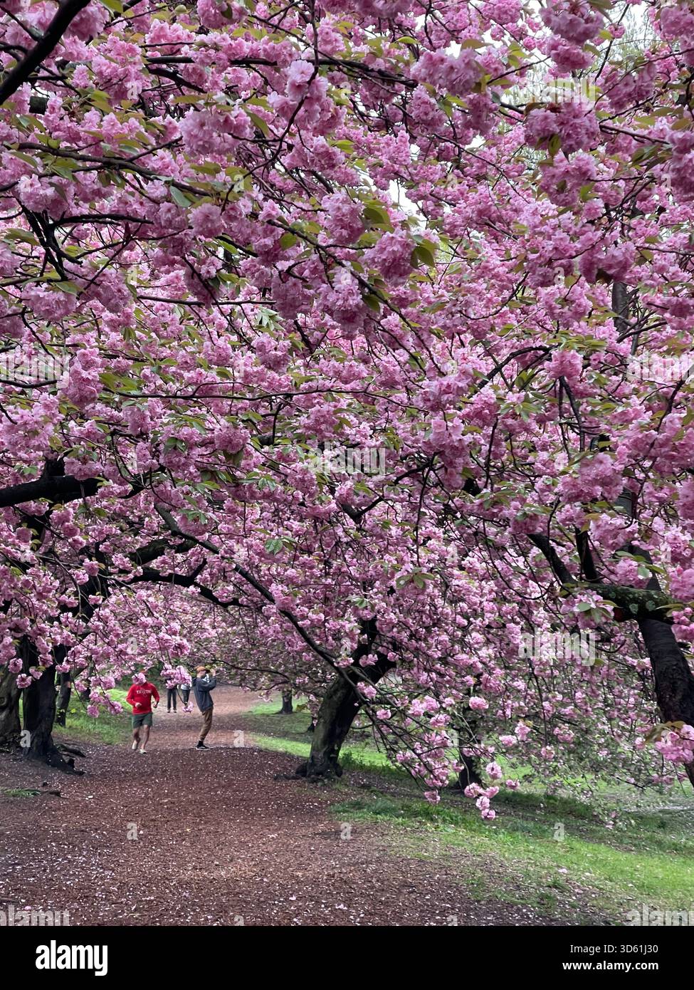 Central Park awakens under blooming cherry trees in the morning. - Smartphone Captured Stock Image