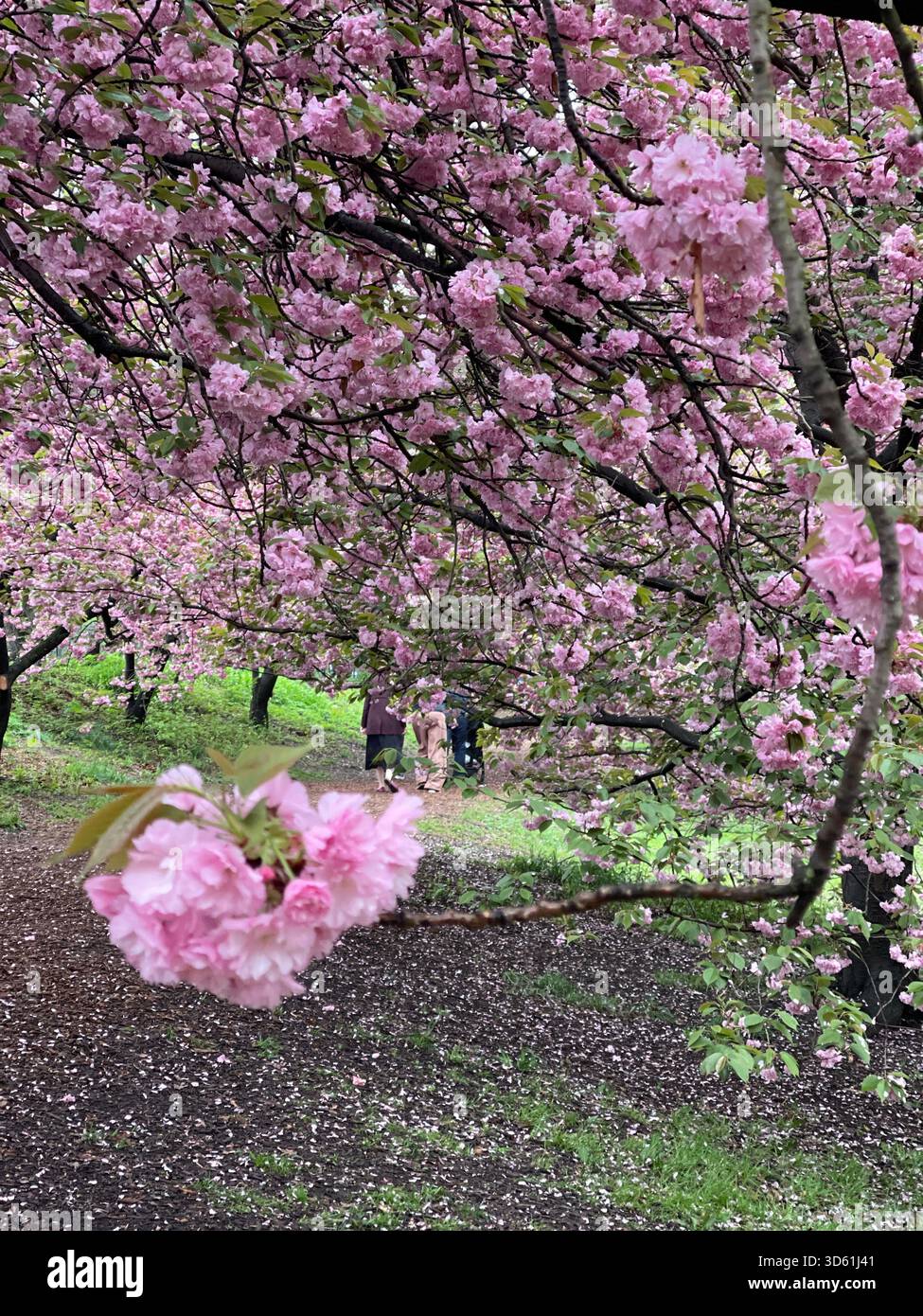 Central Park awakens under blooming cherry trees in the morning. - Smartphone Captured Stock Image