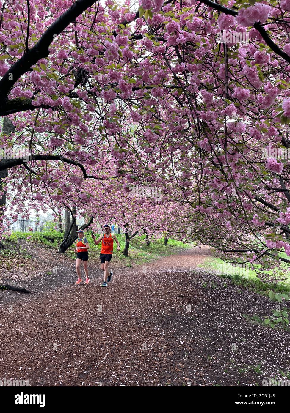Central Park awakens under blooming cherry trees in the morning. - Smartphone Captured Stock Image