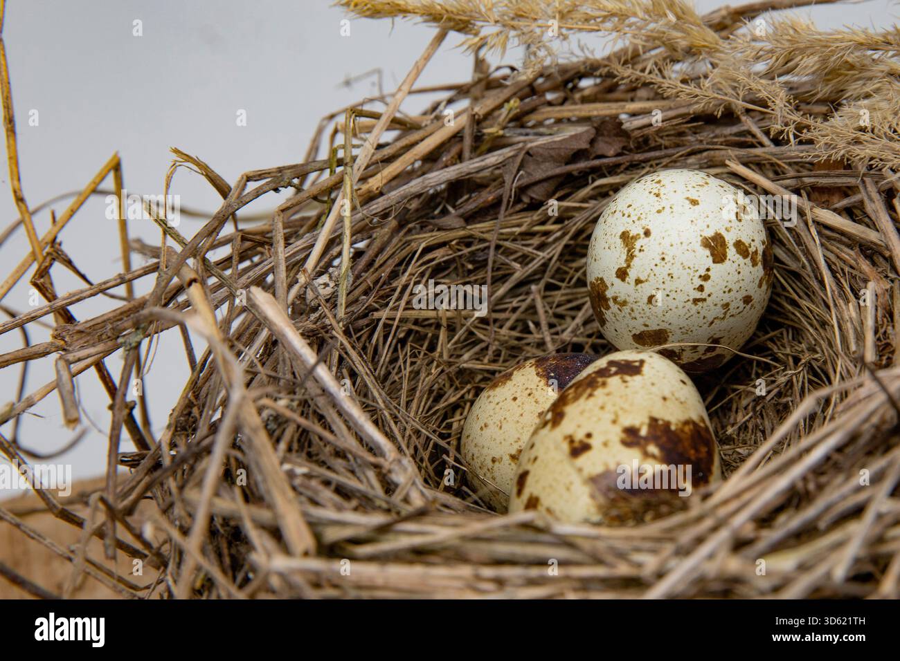 Bird nest with three speckled eggs resting inside natural woven twigs ...