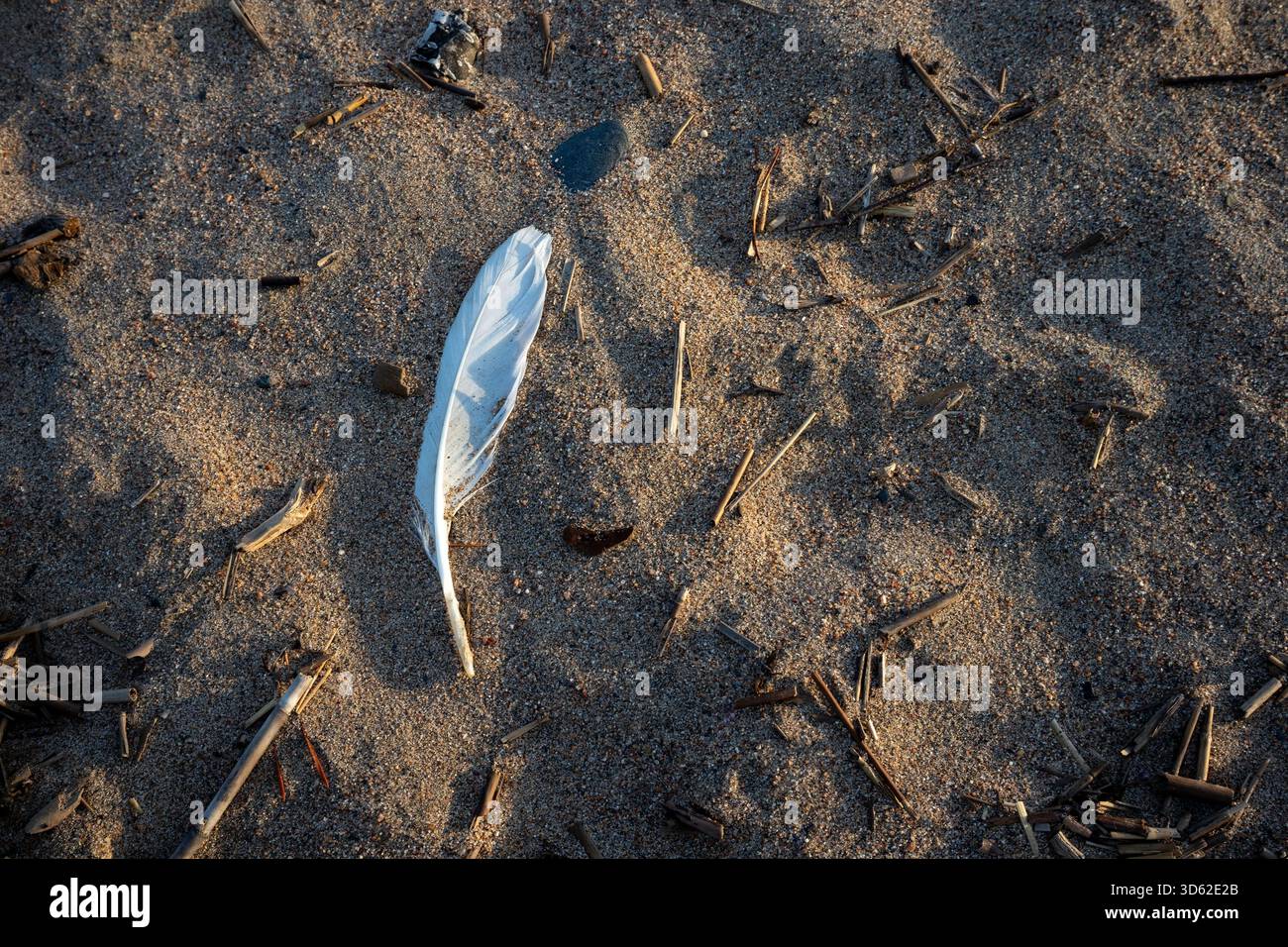 white feather on a sandy beach Stock Photo