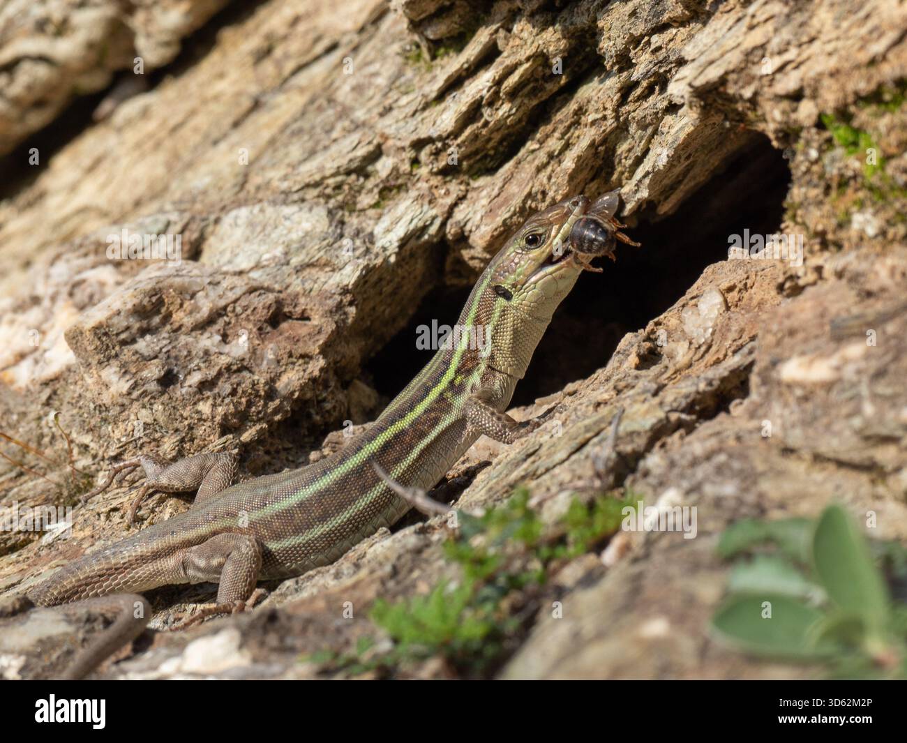 Mani peninsula wildlife hi-res stock photography and images - Alamy
