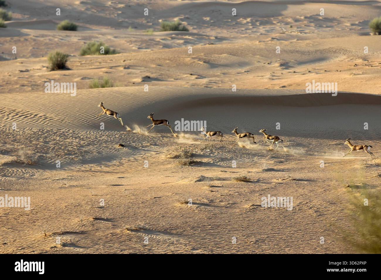 View of a graceful herd of Arabian gazelles sprint across the ...