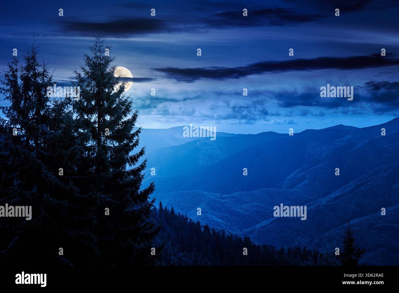 virgin coniferous forest in mountains at night. beautiful spruce trees on a steep grassy slopes in autumn in full moon light. alpine scenery. backgrou Stock Photo